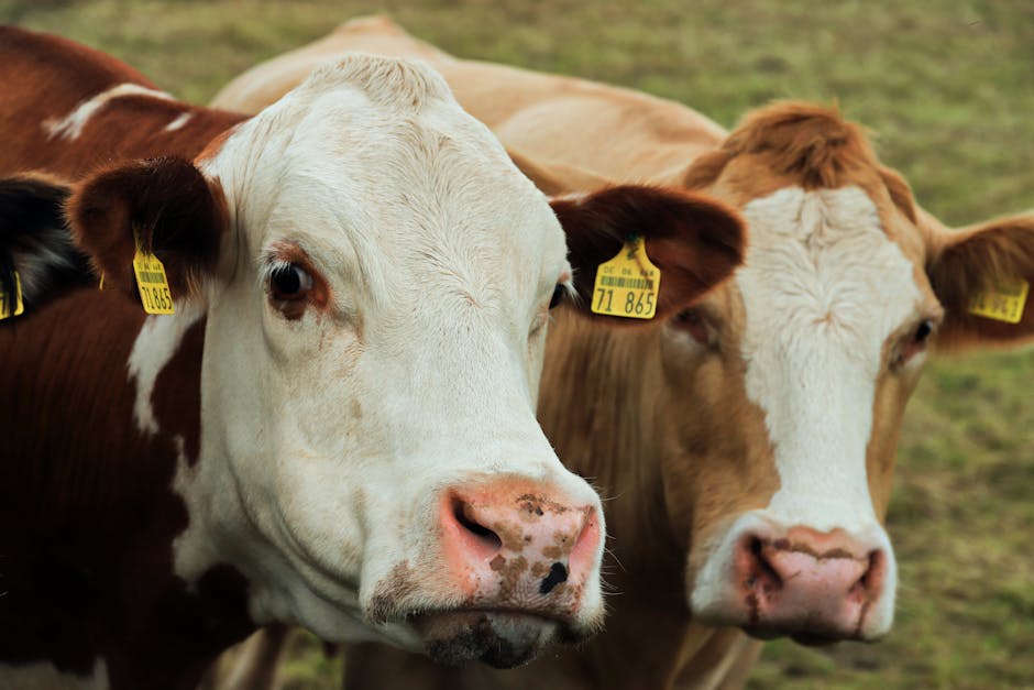 Tierwohl-Label 2026: 5 Haltungsstufen im Check – JVD tierwohl label – JVD