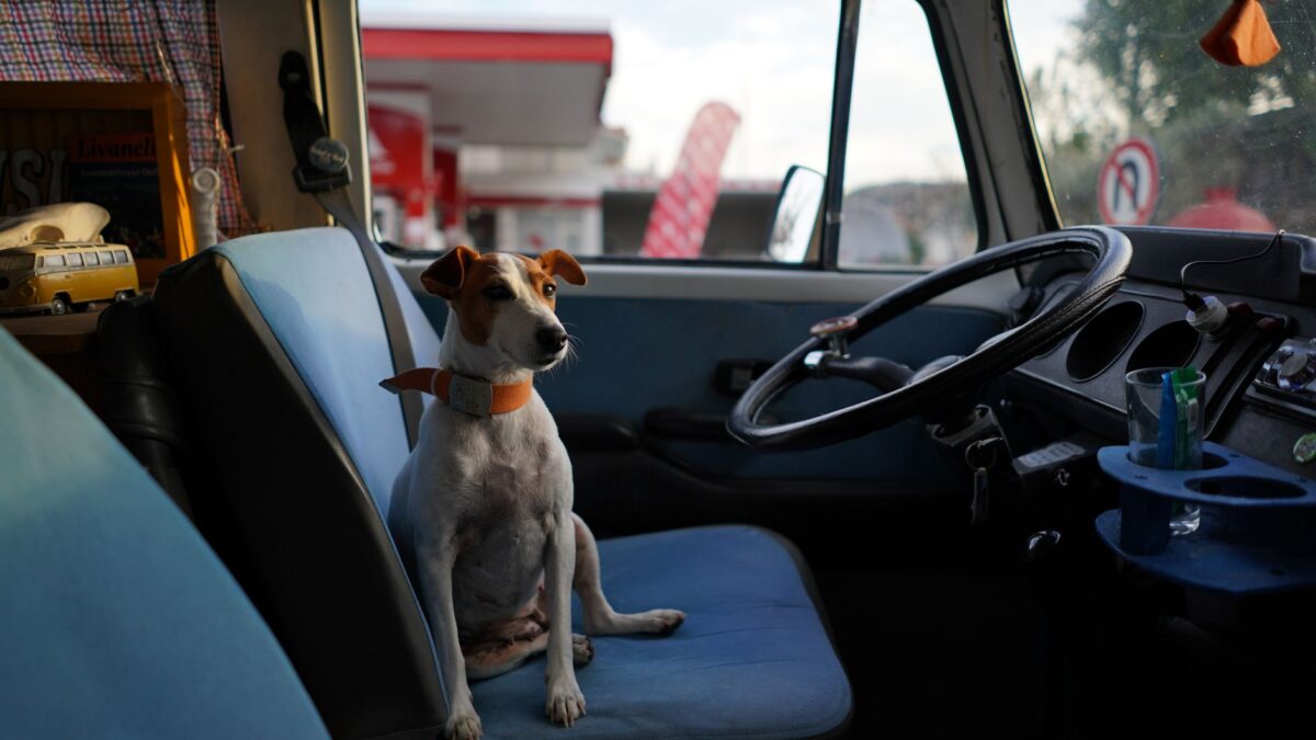 hund reisen ausland – JVD