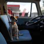 hund reisen ausland – JVD