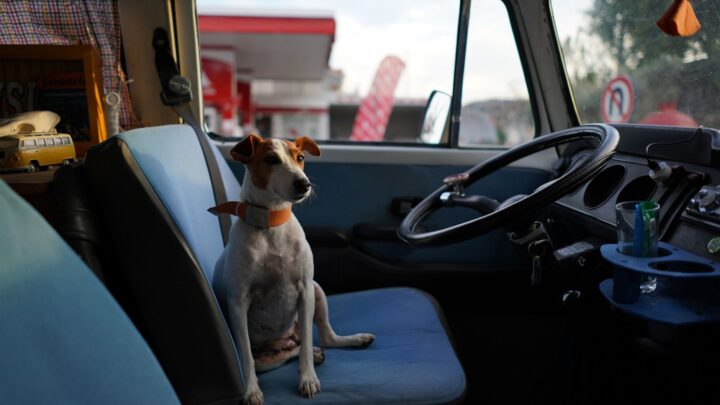 hund reisen ausland – JVD