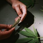 cannabis legal – JVD